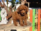 Red Poddle Yavrumuz