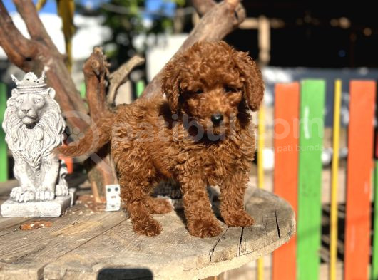 Red Poddle Yavrumuz