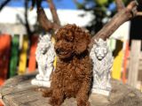 Red Poddle Yavrumuz
