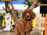 Red Poddle Yavrumuz