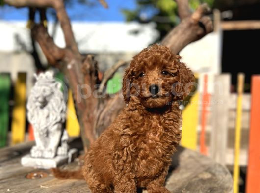 Red Poddle Yavrumuz görsel