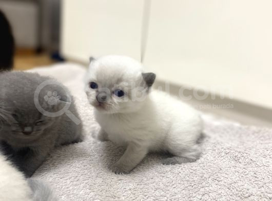 2 Ayını Doldurmuş Minik Yavrularımızı Sahiplendiriyoruz görsel