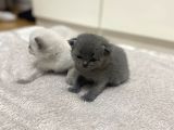2 ayını doldurmuş minik yavrularımızı sahiplendiriyoruz