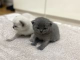 2 Ayını Doldurmuş Minik Yavrularımızı Sahiplendiriyoruz