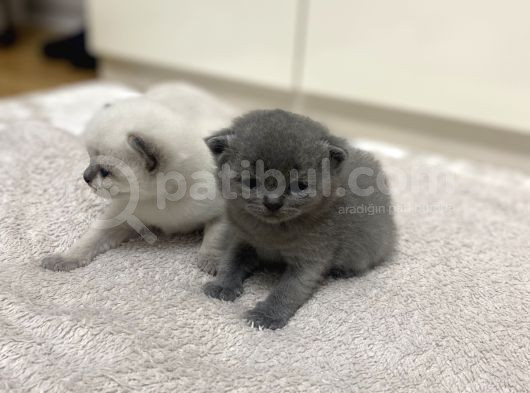 2 Ayını Doldurmuş Minik Yavrularımızı Sahiplendiriyoruz görsel