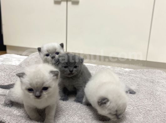2 Ayını Doldurmuş Minik Yavrularımızı Sahiplendiriyoruz görsel
