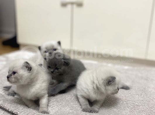 2 Ayını Doldurmuş Minik Yavrularımızı Sahiplendiriyoruz görsel