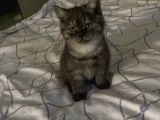 Scottish  Fold Yavrular