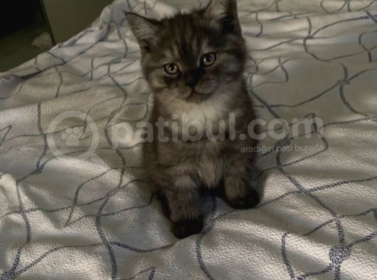 Scottish  Fold Yavrular