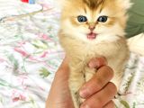 Safkan British Longhair Mavişler