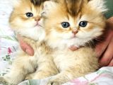 Safkan British Longhair Mavişler