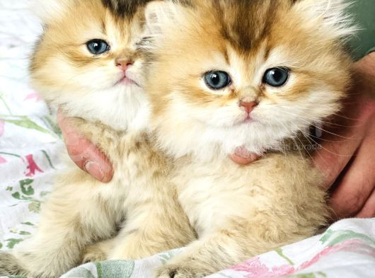 Safkan British Longhair Mavişler görsel