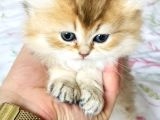 Safkan British Longhair Mavişler