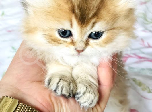 Safkan British Longhair Mavişler görsel