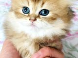 Safkan British Longhair Mavişler
