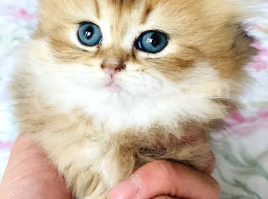 Safkan British Longhair Mavişler görsel