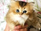 Safkan British Longhair Mavişler