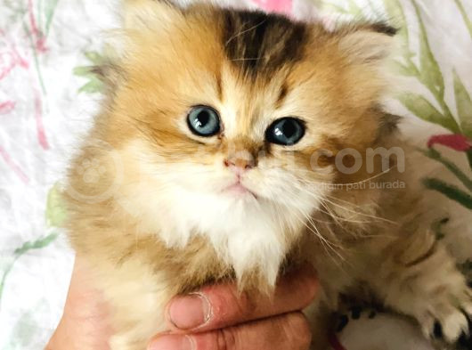 Safkan British Longhair Mavişler