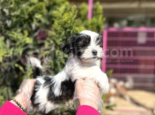 Tüy Dökmeyen Özelli̇kli̇ Morki̇e görsel