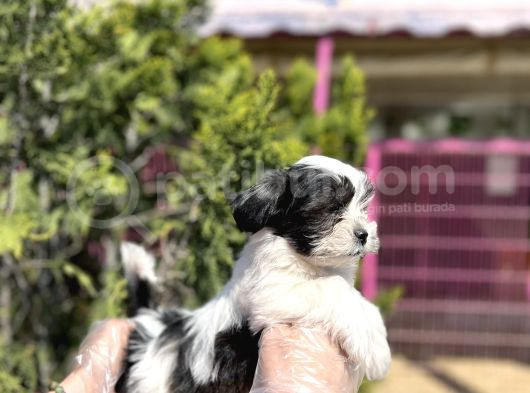 Tüy Dökmeyen Özelli̇kli̇ Morki̇e görsel