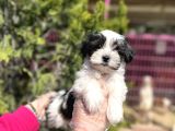 Tüy Dökmeyen Özelli̇kli̇ Morki̇e