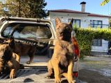 Üst Kalite Belçika Malinos Bebekler