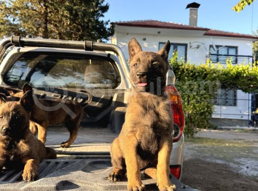 Üst Kalite Belçika Malinos Bebekler görsel