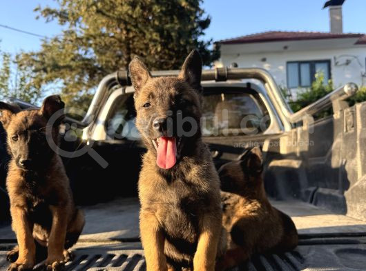 Üst Kalite Belçika Malinos Bebekler görsel