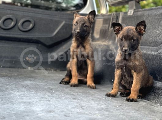 Üst Kalite Belçika Malinos Bebekler görsel