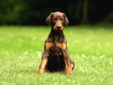 EN KALİTELİSİ BİZDE VAR KİNG SİZE DOBERMAN