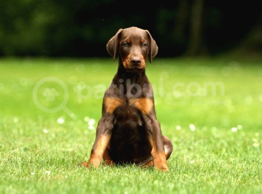 En Kali̇teli̇si̇ Bi̇zde Var Ki̇ng Si̇ze Doberman