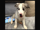 Safkan Secereli Border Collie