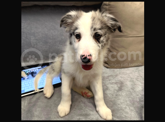 Safkan Secereli Border Collie