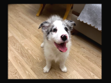 Safkan Secereli Border Collie