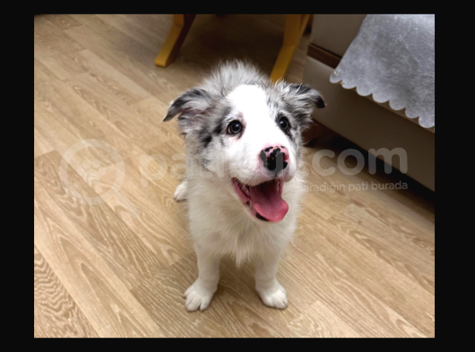 Safkan Secereli Border Collie görsel