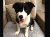 Safkan Secereli Border Collie