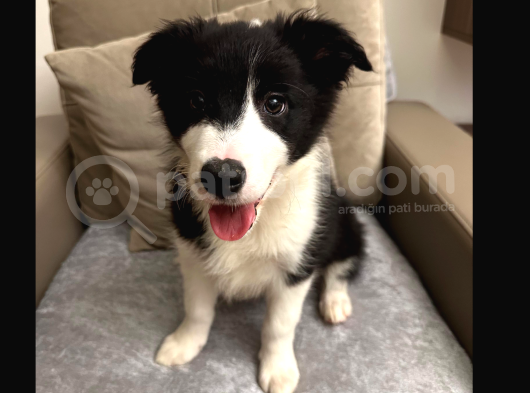 Safkan Secereli Border Collie görsel