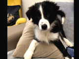 Safkan Secereli Border Collie
