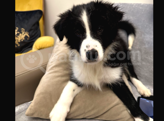 Safkan Secereli Border Collie görsel