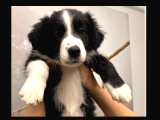 Safkan Secereli Border Collie