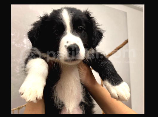 Safkan Secereli Border Collie görsel