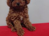 Kore Poodle Yavrularımız Erkek Ve Dişi Mevcuttur