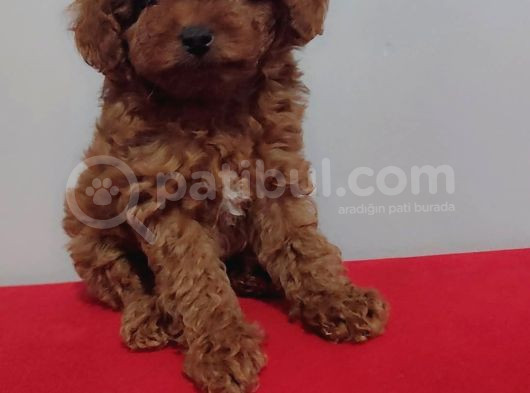 Kore Poodle Yavrularımız Erkek Ve Dişi Mevcuttur görsel