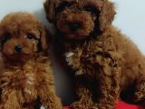 Kore Poodle Yavrularımız Erkek Ve Dişi Mevcuttur