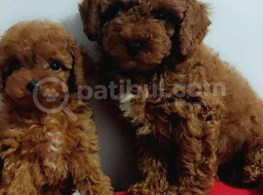 Kore Poodle Yavrularımız Erkek Ve Dişi Mevcuttur görsel