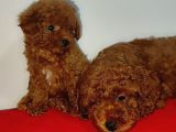 Kore Poodle Yavrularımız Erkek Ve Dişi Mevcuttur