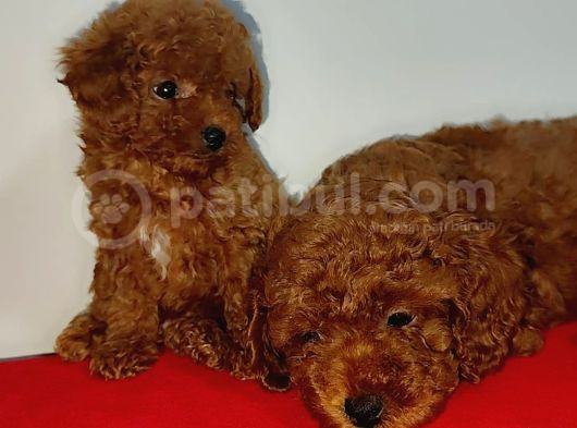 Kore Poodle Yavrularımız Erkek Ve Dişi Mevcuttur