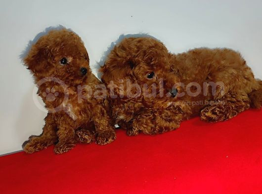 Kore Poodle Yavrularımız Erkek Ve Dişi Mevcuttur görsel