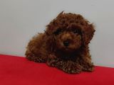 Kore Poodle Yavrularımız Erkek Ve Dişi Mevcuttur