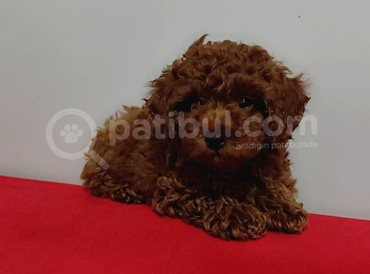 Kore Poodle Yavrularımız Erkek Ve Dişi Mevcuttur görsel